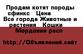 Продам котят породы сфинкс › Цена ­ 4 000 - Все города Животные и растения » Кошки   . Мордовия респ.